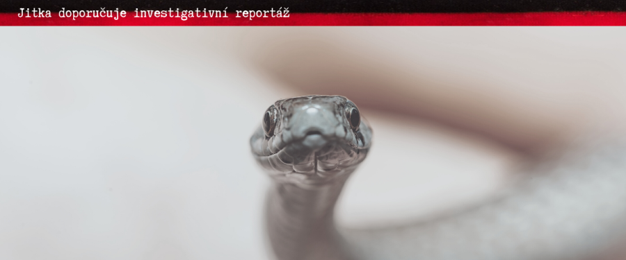 Ilustrativní fotka kobry upomínající útvar Daňová kobra.